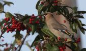 waxwing5~0.jpg