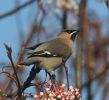 waxwing6.jpg