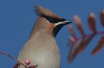 waxwing8.jpg