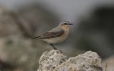 wheatear.jpg