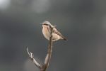 wheatear2.jpg