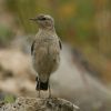 wheatear3.jpg