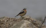 wheatear5.jpg