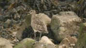 whimbrel.jpg