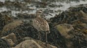 whimbrel2.jpg