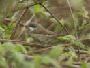 whitethroat.jpg