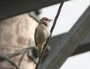 whitethroat2.jpg