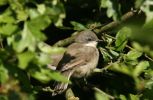 whitethroat2~0.jpg