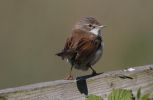 whitethroat3a.jpg