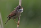 whitethroat4a.jpg