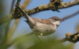 whitethroat_b.jpg