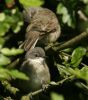 whitethroat_couple.jpg