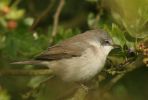 whitethroat~0.jpg