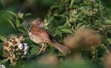 whitethroat~1.jpg