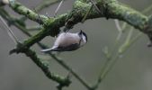 willow-tit2.jpg