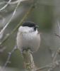 willow-tit2~0.jpg