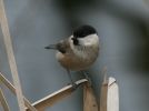 willow-tit2~1.jpg