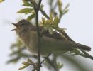 willow_warbler.jpg