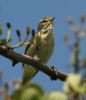 willow_warbler~0.jpg