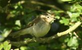 willow_warbler~1.jpg