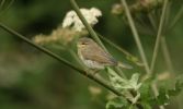 willow_warbler~2.jpg