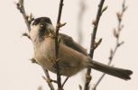 willowtit3.jpg