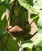 wren_fledgling2.jpg