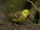 yellowhammer.jpg