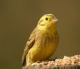 yellowhammer3.jpg