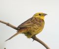 yellowhammer~0.jpg