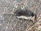 Water_Shrew_16_09_07_Skellingthorpe.JPG