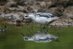 Grey_phalarope_Marsh_Farm_1.jpg