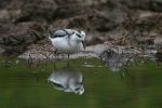 Grey_phalarope_Marsh_Farm_2.jpg