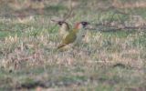 2_green_woodpeckers.jpg