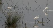 3_little_egrets.jpg