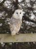 Barn_Owl.jpg