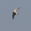 Black_Tern_LF.jpg