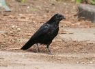 Carrion_Crow.jpg