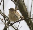 Chiffchaff_F.jpg