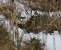 Chiffchaff~0.jpg