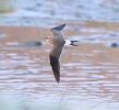 Collared_Pratincole.jpg