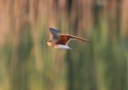 Collared_Pratincole_forum.jpg