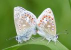 Common_Blue_Butterflies.jpg