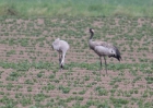 Common_Crane_4_LF.jpg