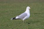 Common_Gull.jpg