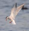 Common_Tern_forum.jpg