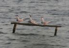 Common_Terns_2.jpg