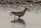 Curlew_Sandpiper.jpg