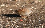 Dunnock.jpg