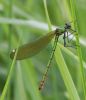 Female_Banded_Demoiselle_2.jpg